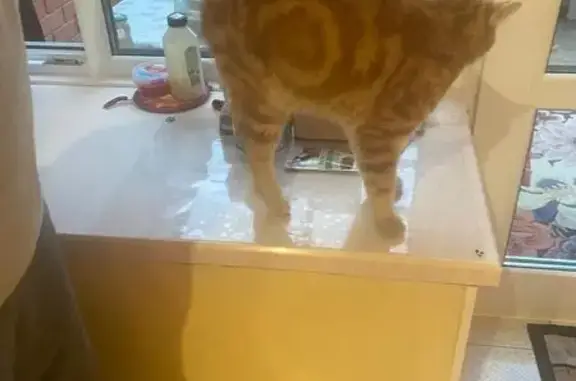 Кошка найдена: Новосходненское шоссе, Москва