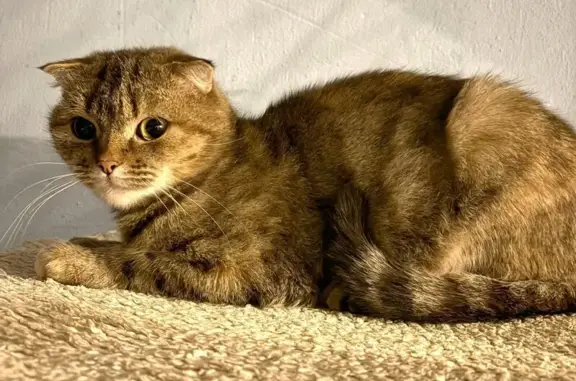 Кошка найдена: Комсомольский Посёлок, 31