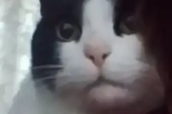 Кошки потеряшки, , фото: Потеряшка кот Барсик, ул. Интернациональная