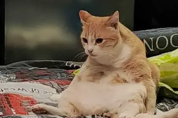 Пропал кот, Афонтовский пер., 3, Красноярск