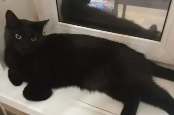 Пропала чёрная кошка, ул. Окт. Рев., 281