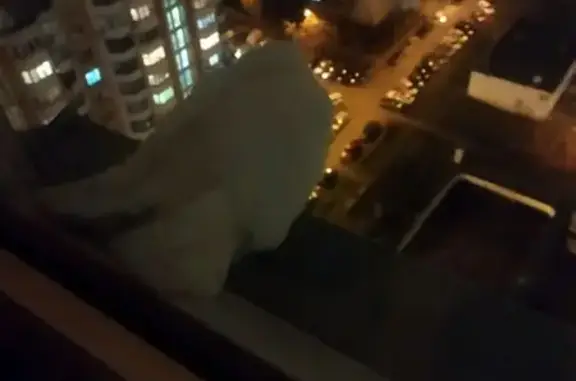 Белый голубь на ул. 50 лет Окт...