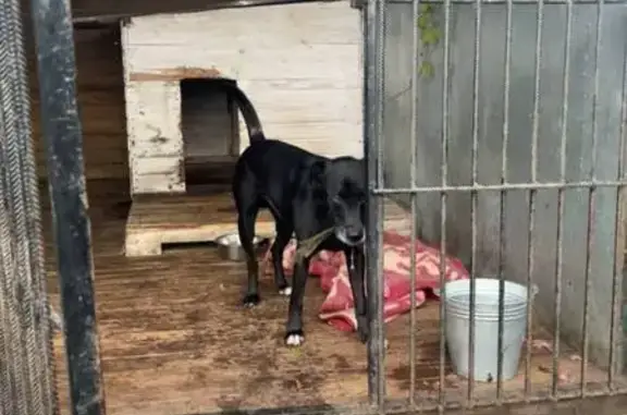 Найдена собака, Брест, фото: Собака ищет дом, ул. Фомина 14, Брест