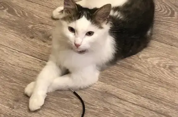 Пропала кошка, ул. Станко, 32, Иваново