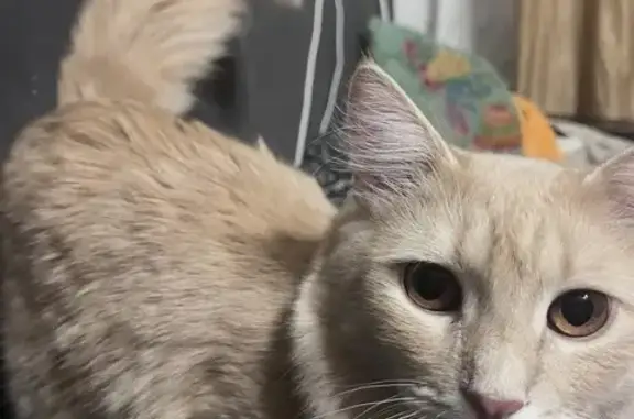 Кошки потеряшки, Нижний Новгород, фото: Потеряшка кот Рыжик, Южное шоссе 19А