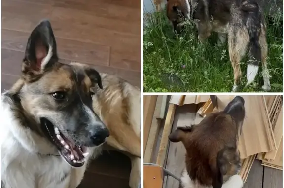 Собаки потеряшки, Хабаровский край, фото: Потеряшка собака Жека, Хабаровск, Кубяка