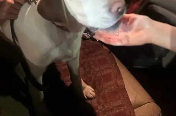 Найдена собака, Курск, фото: Щенок лабрадора найден в районе Кукуевки