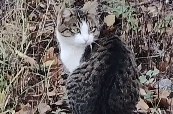 Кошка найдена: Мамонтовой, 6, Саратов