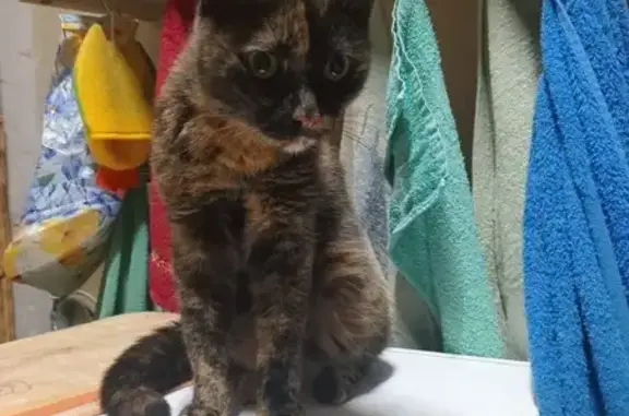 Кошка найдена: Курганская ул., 4, Москва