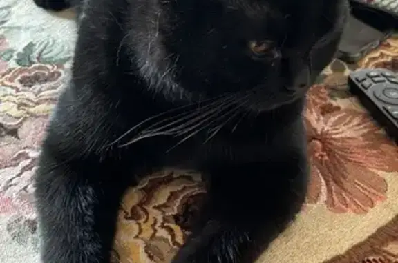 Пропал кот Степан, Речная ул., Волжский