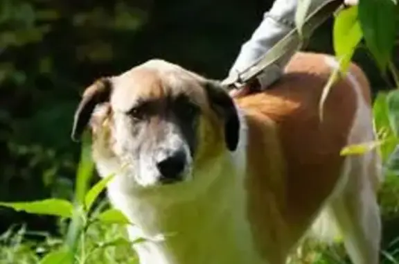 Собаки потеряшки, , фото: Потеряшка собака в Полтево, СНТ Малиновка-1