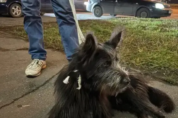 Собака найдена в парке Победы, Казань