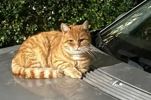 Найдена кошка, Калининград, фото: Кошка найдена: Красносельская ул., 80