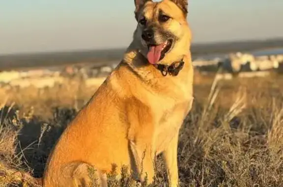 Пропала собака, ул. Боровиковского, 15Б