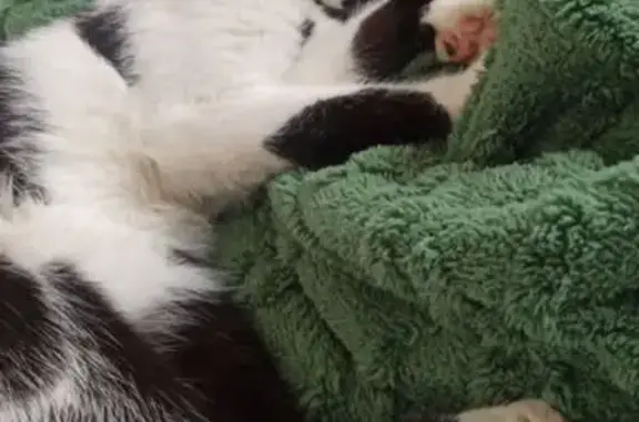 Пропала кошка, ул. Урицкого 4, Дубна