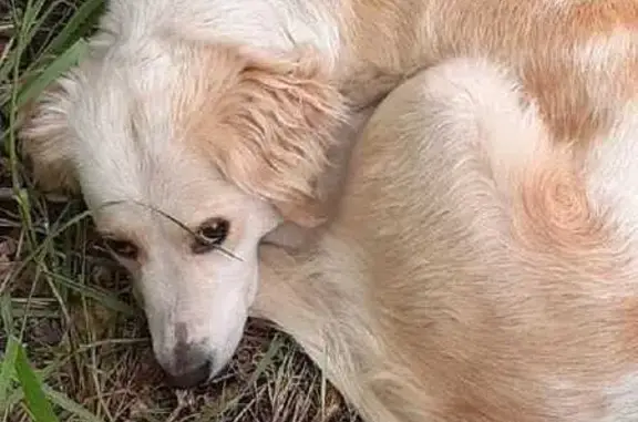 Пропала собака, Троицкая ул., Копейск