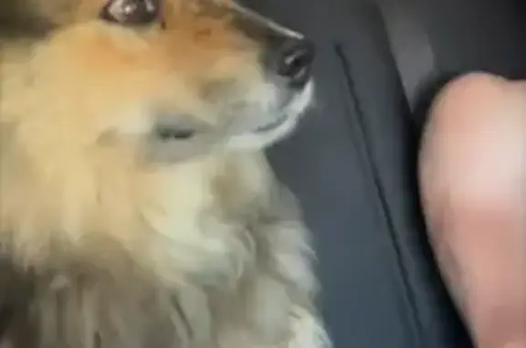 Собаки потеряшки, Светлый Ключ, фото: Потеряшка собака, Центр. ул., Светлый Ключ