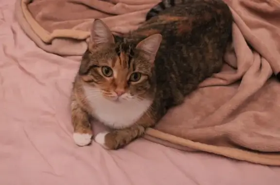 Пропала кошка, 2-й Хоровой пер., 24