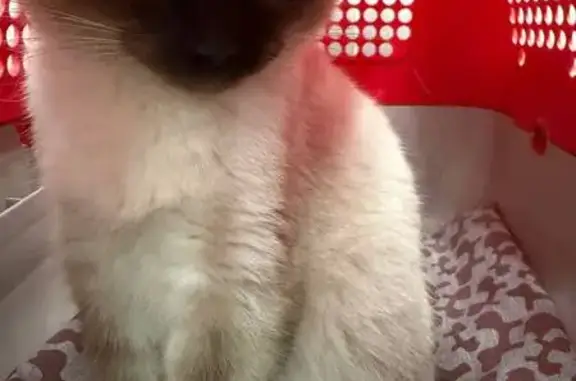 Кошка найдена, ул. Арбат 11, Москва