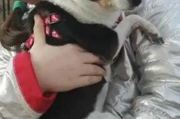 Собаки потеряшки, Урюпинск, фото: Потеряшка собака, Урюпинск, Хопёрская 9