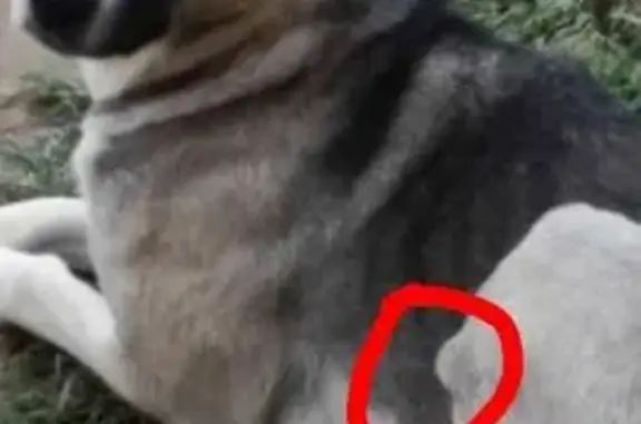 Пропала собака в Ярославле, ищем!