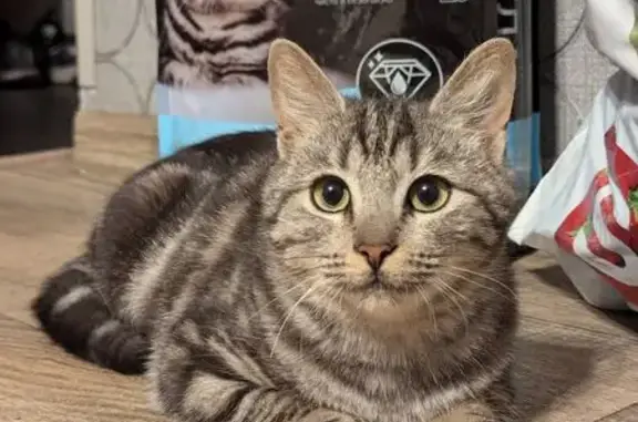 Найдена кошка, Калининградская область, фото: Кошка найдена: Доваторовка, Цвион