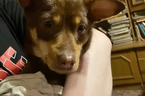 Найдена собака, Пермь, фото: Собака найдена у школы, Баумана 16, Пермь