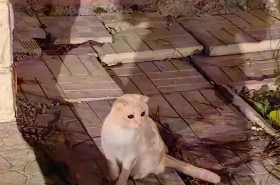 Найдена кошка, Первомайское, фото: Кошка найдена: ул. Центральная 24, Москва