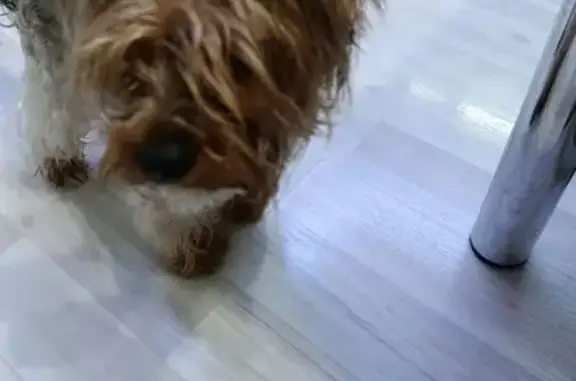 Найдена собака, Брянск, фото: Йокширский терьер найден, Брянский пер., Брянск