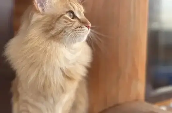 Пропала кошка, Красная Пустынь