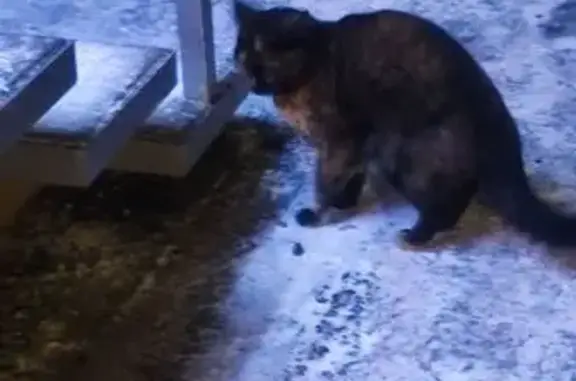 Найдена кошка, Сыктывкар, фото: Найдена кошка, ул. Карла Маркса, 150