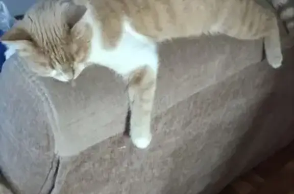 Пропала кошка Джесси, Советская 6, Заволжье