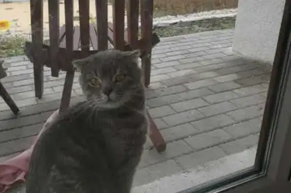 Найдена кошка, Саратов, фото: Кошка найдена на Большом Дачном, Саратов