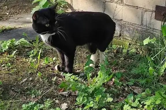 Пропала кошка, Чуксолинское, Марий Эл