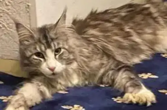 Кошки потеряшки, Московская область, фото: Потеряшка кошка, Дмитров, МО