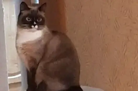 Пропала сиамская кошка, Демидовская 179