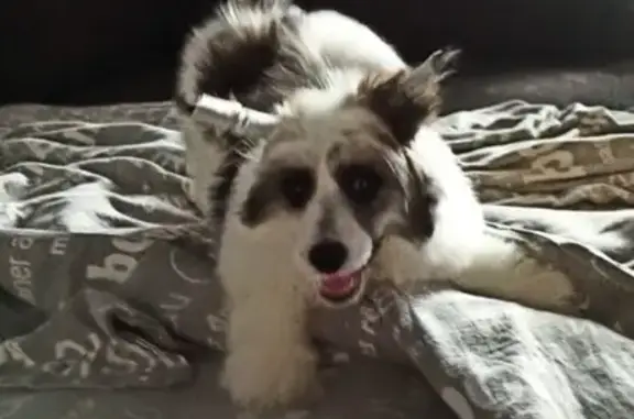 Пропала собака, ул. Ворошилова 31А, Воронеж