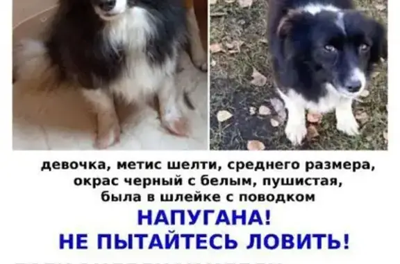 Пропала собака, Москва