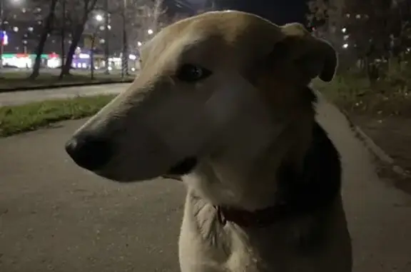 Собака найдена на Минаева 5, Ульяновск