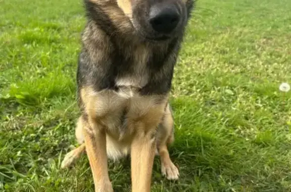 Найдена собака, Цибино, фото: Собака найдена: Весенняя, 34А, Цибино