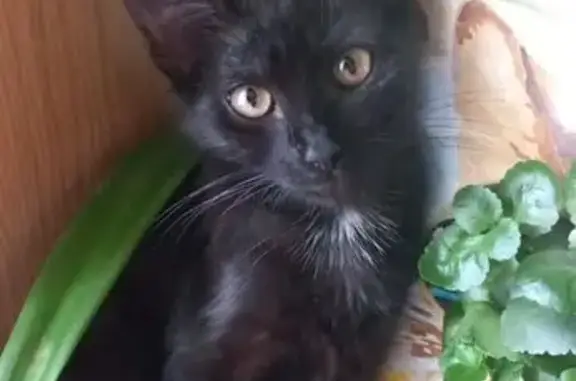 Пропала кошка, пр. Кирова 87, Луга