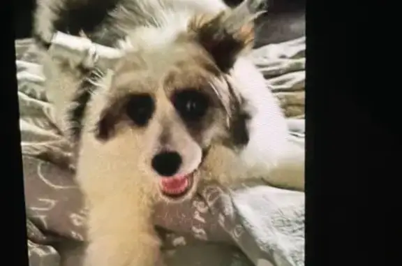 Пропала собака, Ворошилова 31А, Воронеж