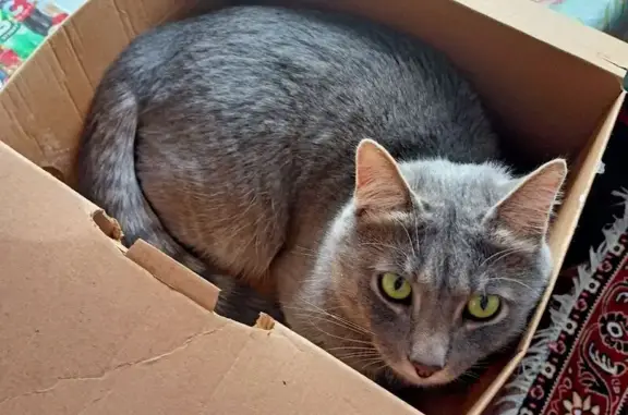 Пропала кошка, улица Максима Горького, 39, Череповец