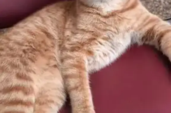 Пропала кошка, Вокзальная ул., Нахабино