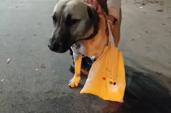 Собака найдена: ул. Пузакова, Тула