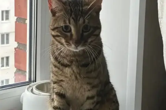 Найден кот, Уфа, ул. С. Перовской 23/1