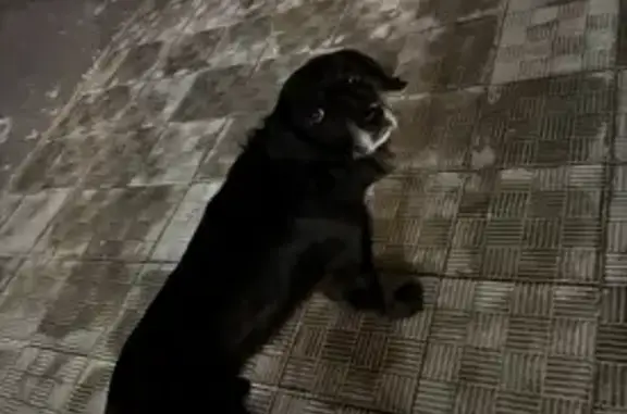 Найдена собака, Ульяновск, фото: Найдена собака, Ульяновск, ул. Кирова, 55