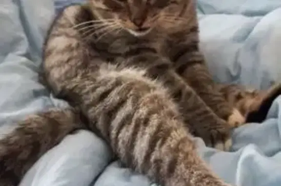 Пропал серый кот, ул. Фатьянова, 12