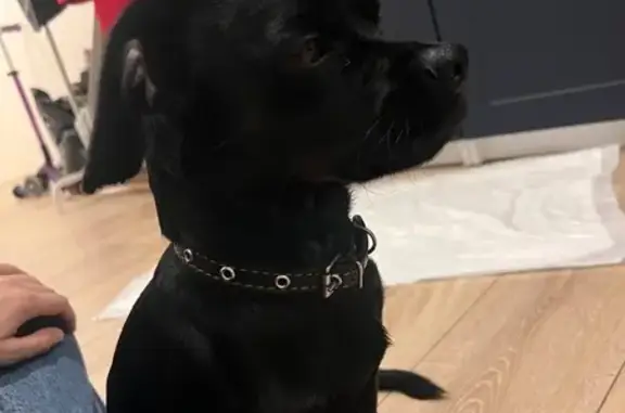 Найдена собака, Флотская ул. 9, Калининград