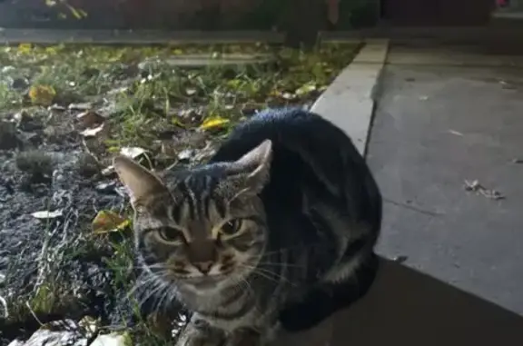 Найдена кошка, Москва, фото: Кошка найдена: Ведерников пер., 4В, Москва